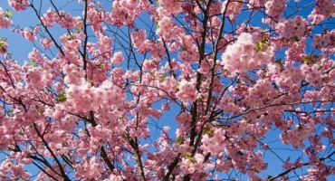 Popis japonské jemně řezané třešně sakury a charakteristika odrůd, pěstování a péče